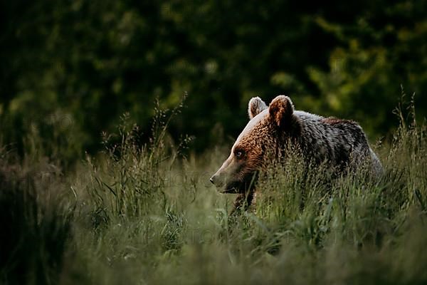 Brown bear