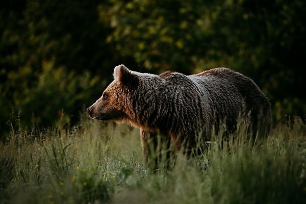 Brown bear