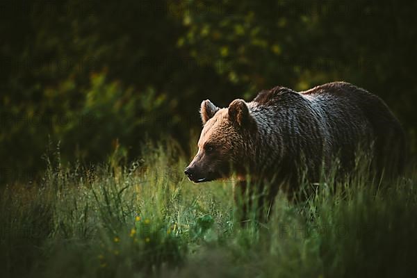 Brown bear