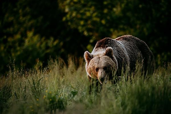 Brown bear