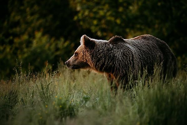 Brown bear