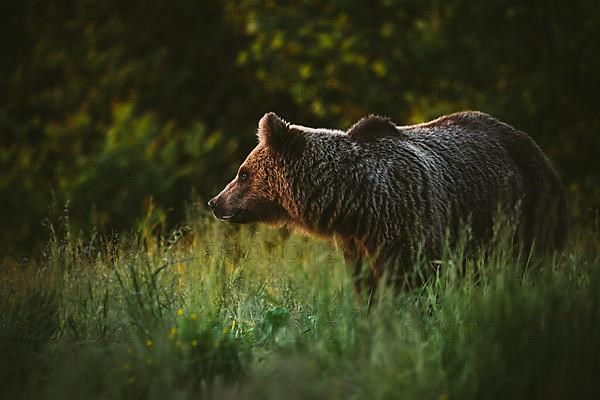 Brown bear