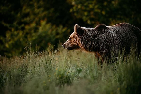 Brown bear