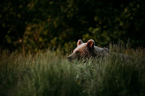 Brown bear