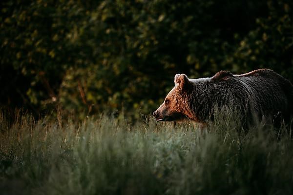 Brown bear