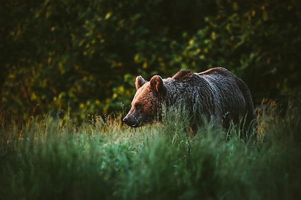 Brown bear