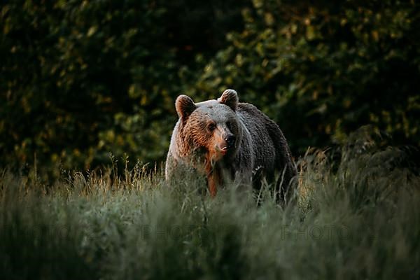 Brown bear