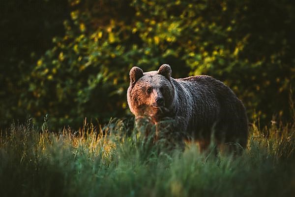 Brown bear