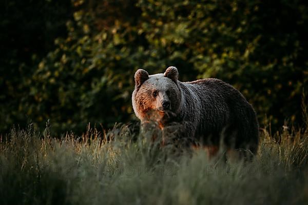 Brown bear