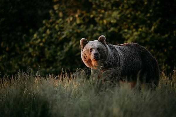 Brown bear