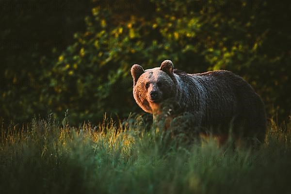 Brown bear