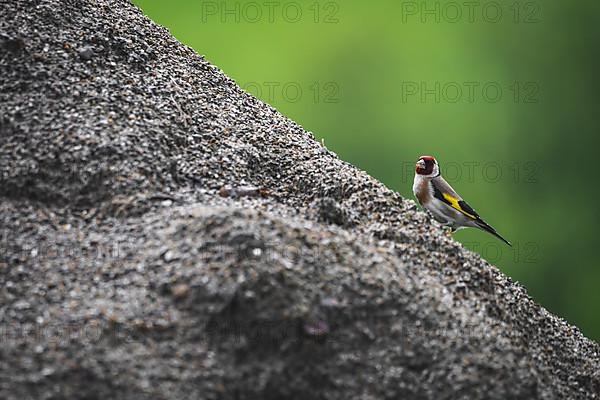 Goldfinch