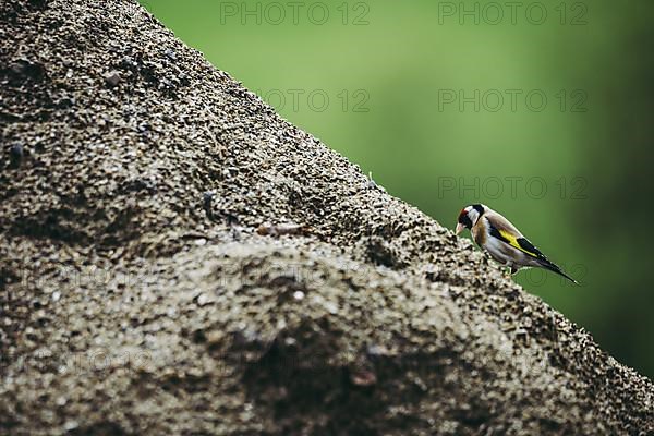 Goldfinch