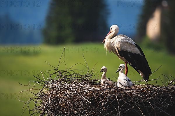 White stork