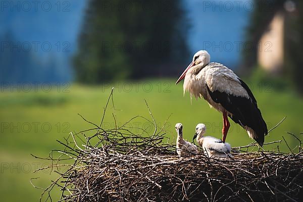 White stork