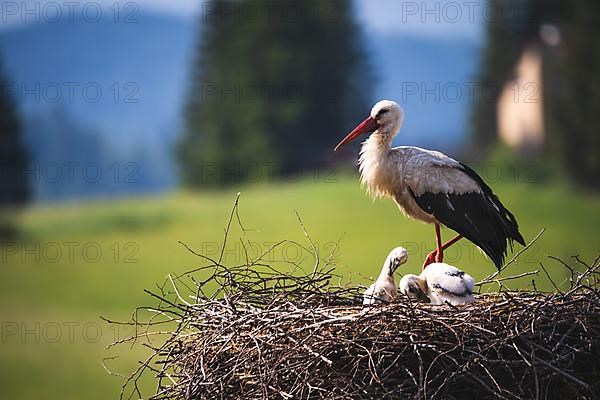 White stork