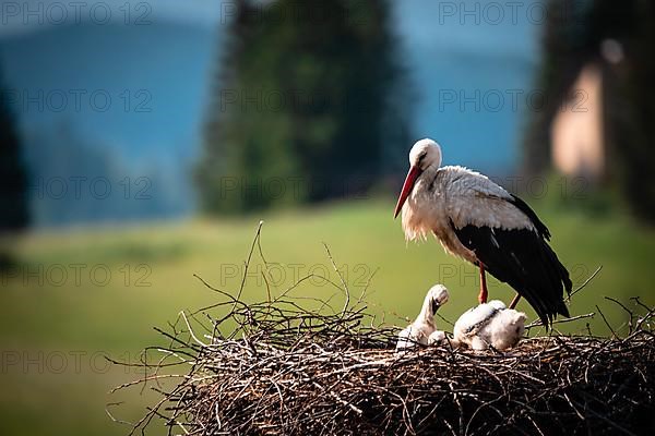 White stork