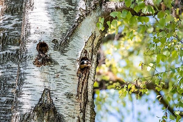 Great spotted woodpecker