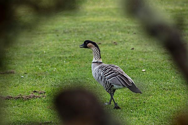 Hawaiian goose