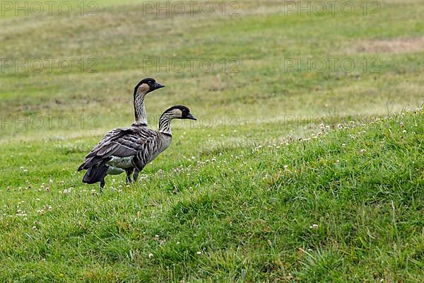 Hawaiian goose