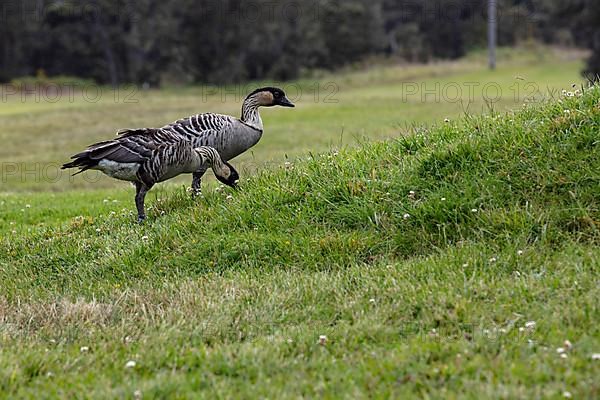 Hawaiian goose