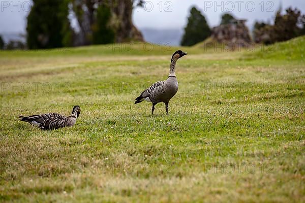 Hawaiian goose