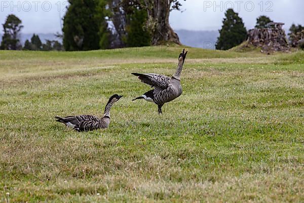 Hawaiian goose