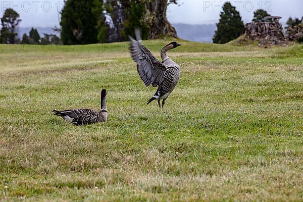 Hawaiian goose