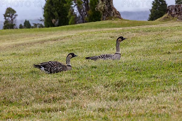 Hawaiian goose