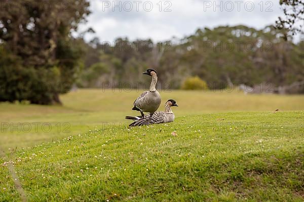 Hawaiian goose