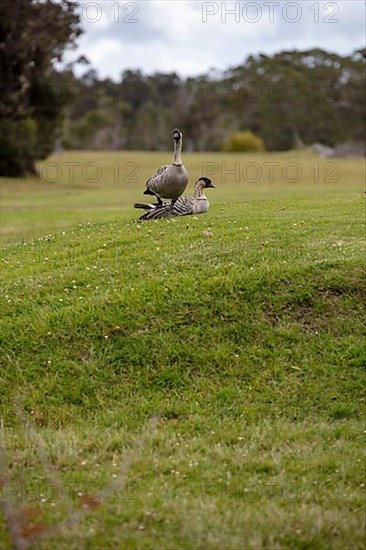 Hawaiian goose