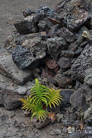 Ferns in lava fissures