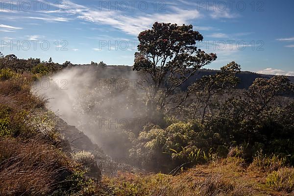 Steam Vents