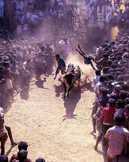 Jallikattu bull taming is part of the tamill harvest festival of Pongal in Madurai