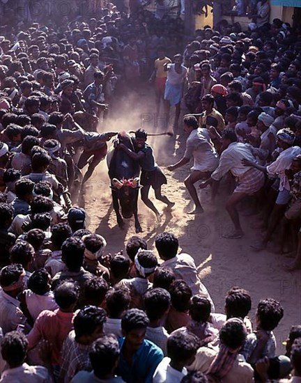 Jallikattu bull taming is part of the tamill harvest festival of Pongal in Madurai