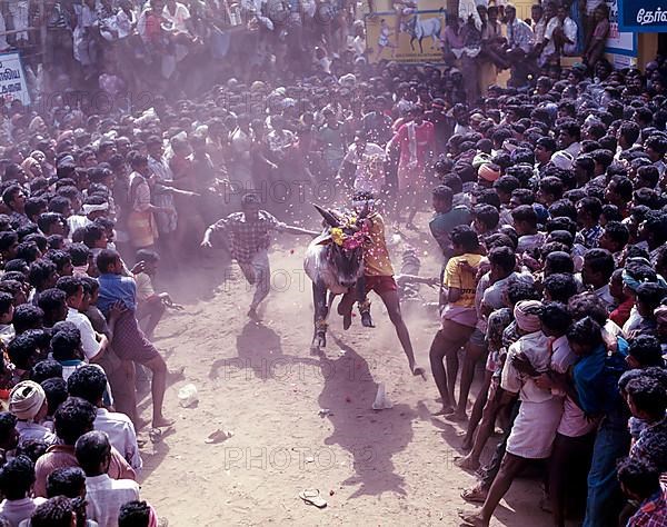 Jallikattu bull taming is part of the tamill harvest festival of Pongal in Madurai