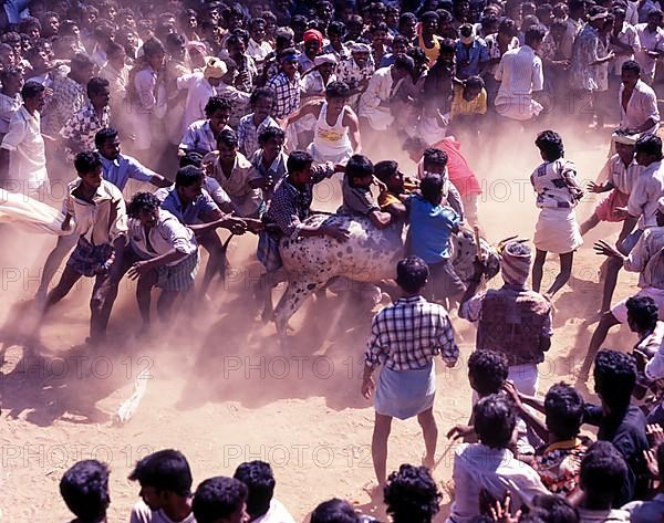 Jallikattu bull taming is part of the tamill harvest festival of pongal. young men chase the bull and try to snatch the cloth/ money that it tiet to its horns to prove their valour