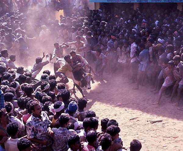 Jallikattu bull taming is part of the tamill harvest festival of pongal. young men chase the bull and try to snatch the cloth/ money that it tiet to its horns to prove their valour