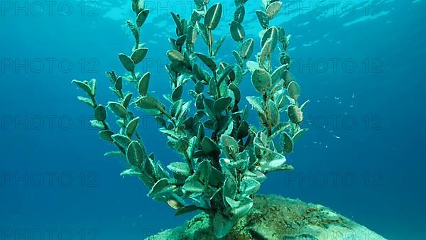 Museum of Underwater Sculpture Ayia Napa