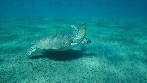 Big Sea Turtle green swim above seabed covered with green sea grass. Green sea turtle