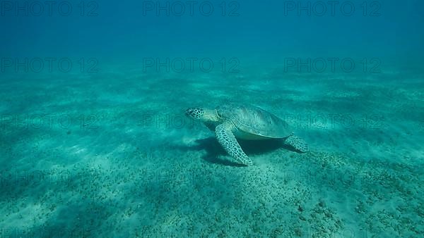 Big Sea Turtle green swim above seabed covered with green sea grass. Green sea turtle