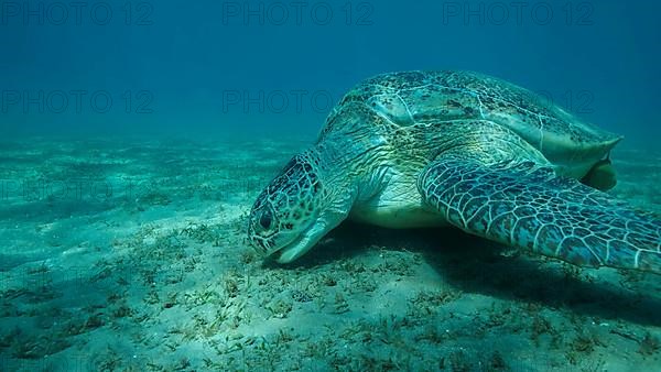 Big Sea Turtle green eats green sea grass on the seabed. Green sea turtle