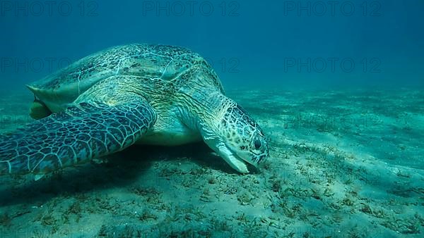 Big Sea Turtle green eats green sea grass on the seabed. Green sea turtle