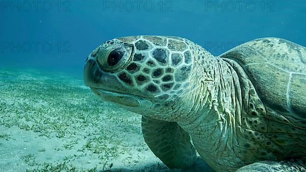 Big Sea Turtle green on seabed covered with green sea grass