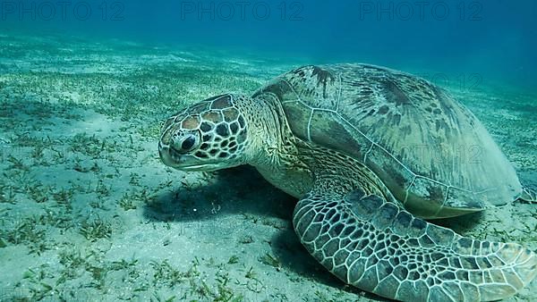 Big Sea Turtle green on seabed covered with green sea grass