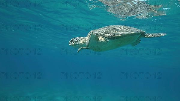 Big Sea Turtle swim under surface of the. Green sea turtle