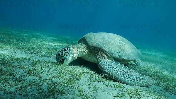 Big Sea Turtle green on seabed covered with green sea grass