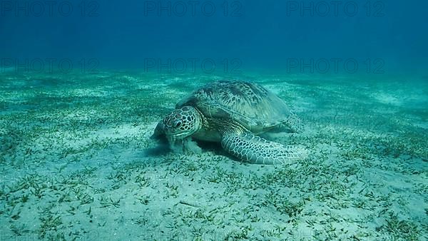 Big Sea Turtle green eats green sea grass on the seabed. Green sea turtle