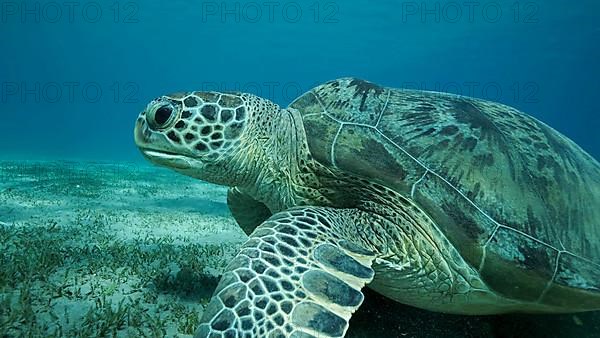 Big Sea Turtle green on seabed covered with green sea grass