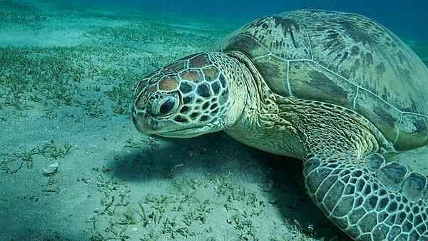 Big Sea Turtle green on seabed covered with green sea grass